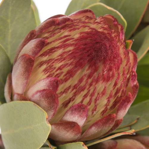 Protea dunkel rot Robijn 60cm