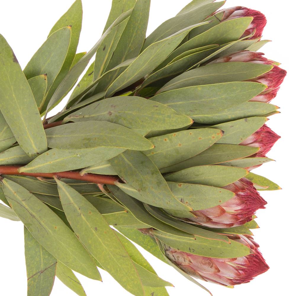 Protea dunkel rot Robijn 60cm