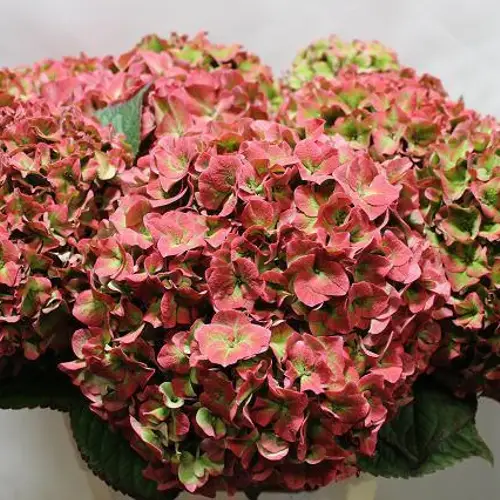 Hortensie rot/grün Rodeo classic Bol 20cm 60cm