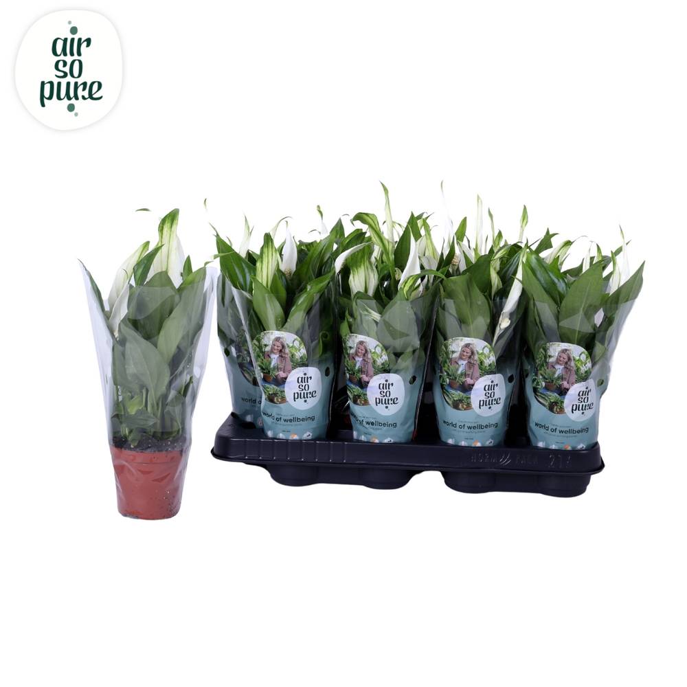 Spathiphyllum Pearl 2+ Cupido T07 H028