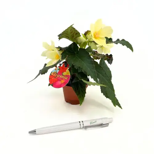 Begonia Boliviensis gelb T06 H018