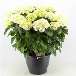 Hortensie weiss 15+ T32 H60