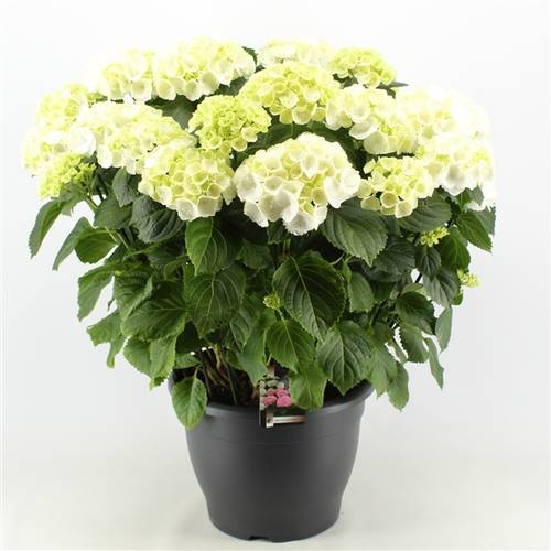 Hortensie weiss 15+ T32 H60