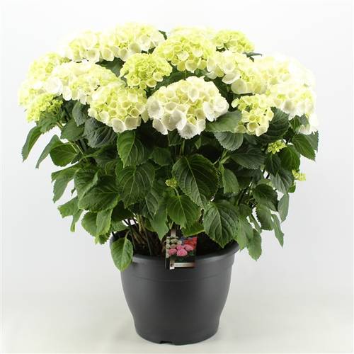 Hortensie weiss 15+ T32 H60