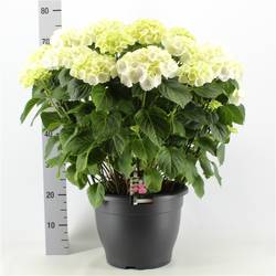 Hortensie weiss 15+ T32 H60