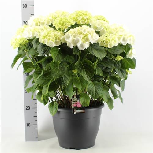 Hortensie weiss 15+ T32 H60