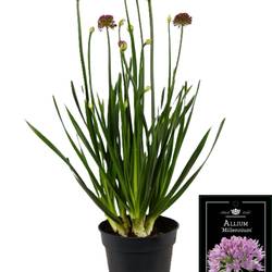 Allium rosa Millenium T17 H055