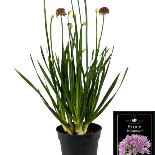 Allium rosa Millenium T17 H055
