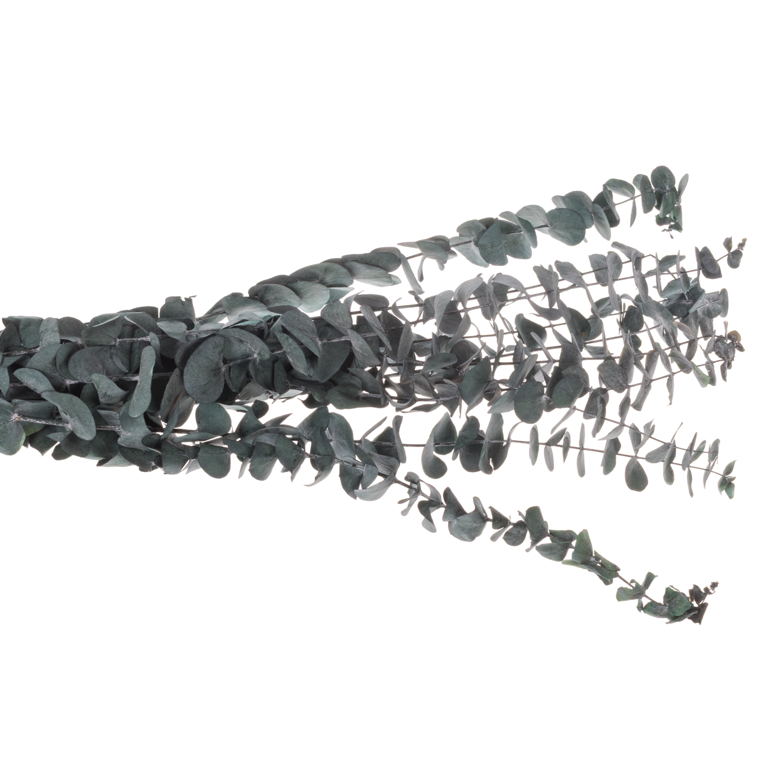 Präparierte Populus grün Baby Blue 60cm 10 Stiele