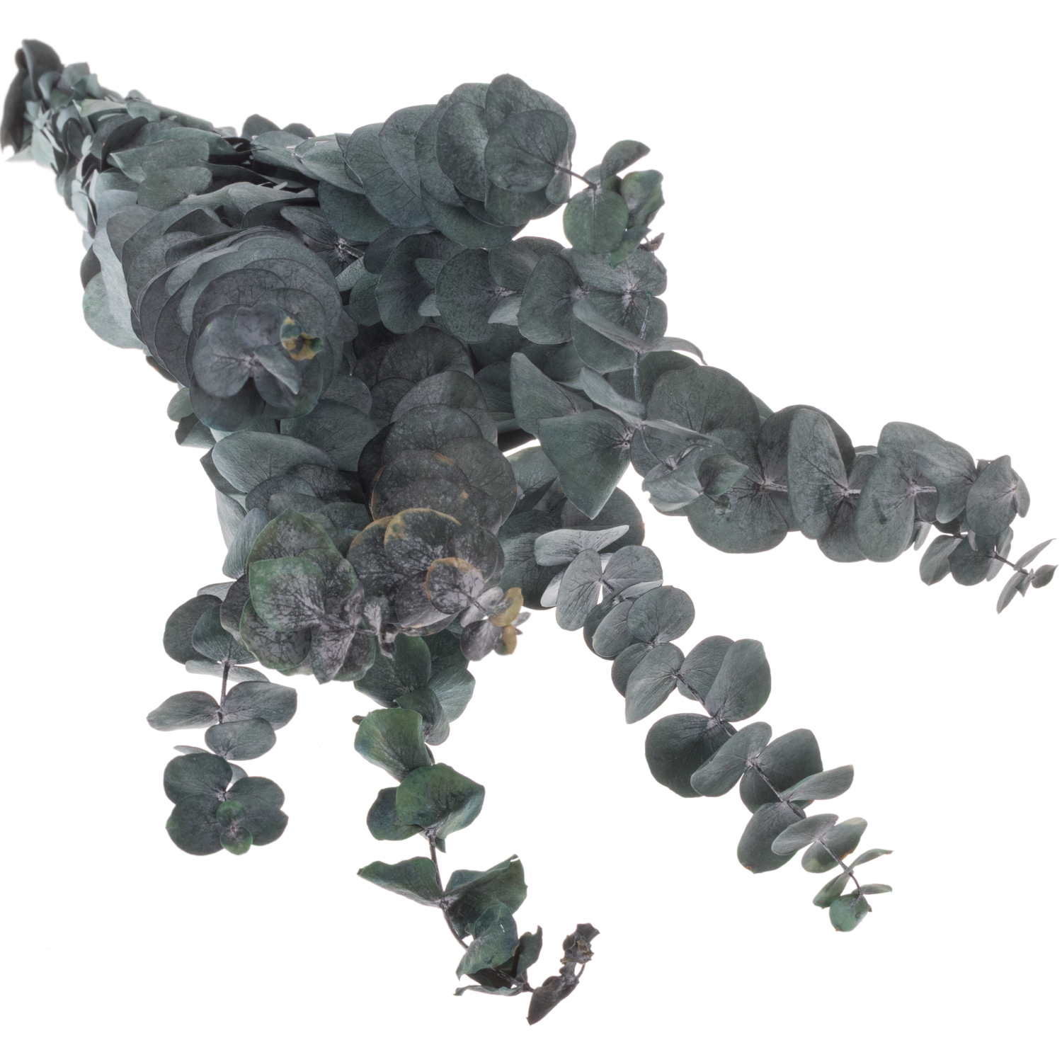 Präparierte Populus grün Baby Blue 60cm 10 Stiele