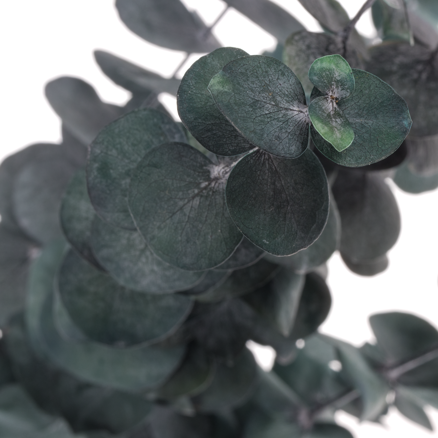 Präparierte Populus grün Baby Blue 60cm 10 Stiele