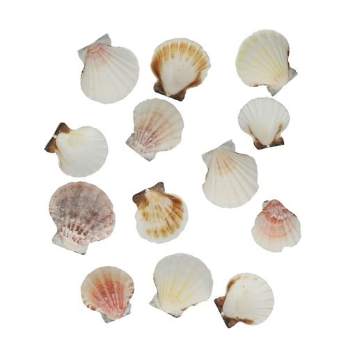Muscheln Pecten Vexillum natur 500gr