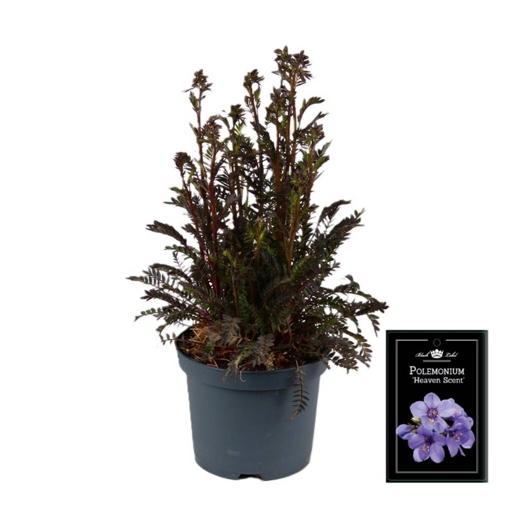 Polemonium blau Heaven Scent T19 H055
