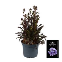 Polemonium blau Heaven Scent T19 H055