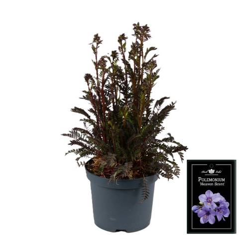 Polemonium blau Heaven Scent T19 H055