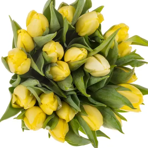 Tulpe creme Prince 32 Gramm