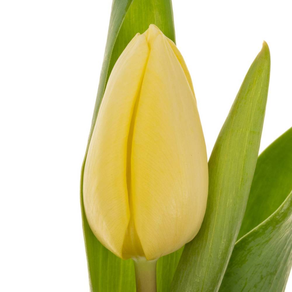 Tulpe creme Prince 32 Gramm