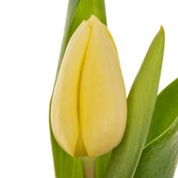 Tulpe creme Prince 32 Gramm
