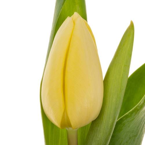 Tulpe creme Prince 32 Gramm