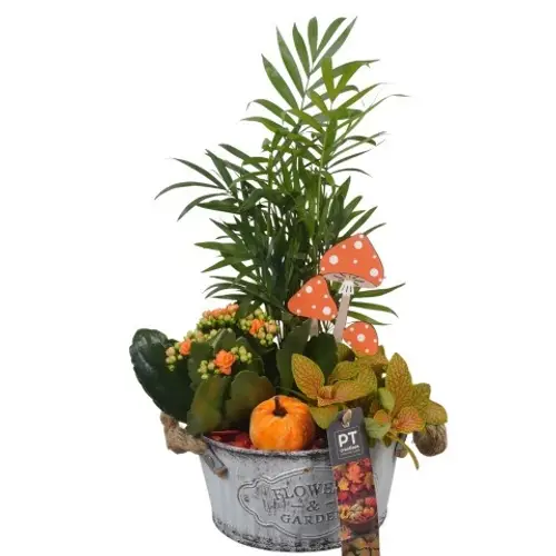 Chamaed.Arr PTHI5327 Herbst T16 H036