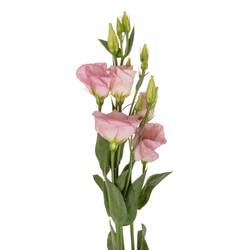 Lisianthus rosa Claire light Einfach 5+Blüte 70cm