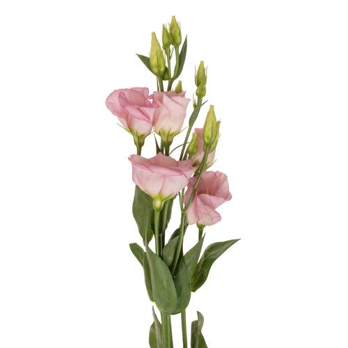 Lisianthus rosa Claire light Einfach 5+Blüte 70cm