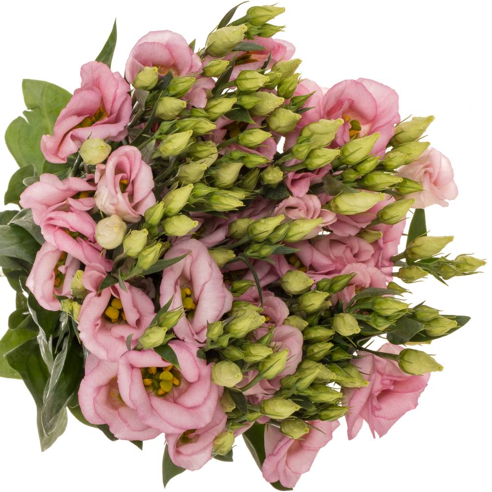 Lisianthus rosa Claire light Einfach 5+Blüte 70cm