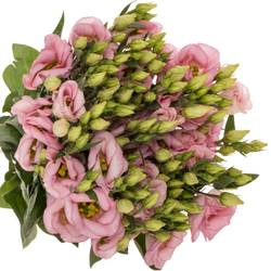 Lisianthus rosa Claire light Einfach 5+Blüte 70cm