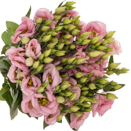 Lisianthus rosa Claire light Einfach 5+Blüte 70cm