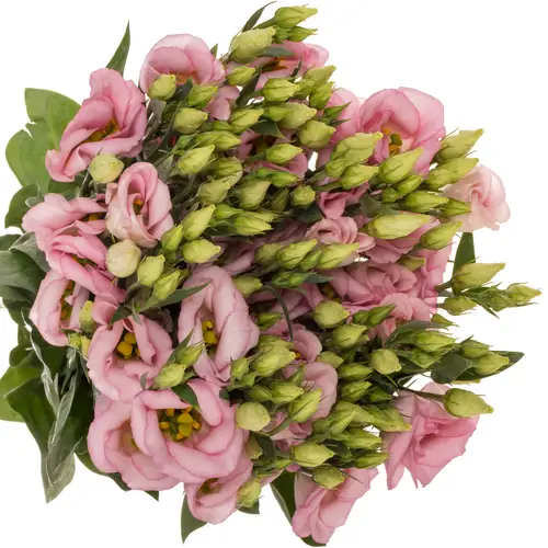 Lisianthus rosa Claire light Einfach 5+Blüte 70cm