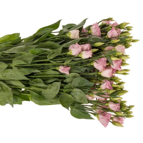 Lisianthus rosa Claire light Einfach 5+Blüte 70cm