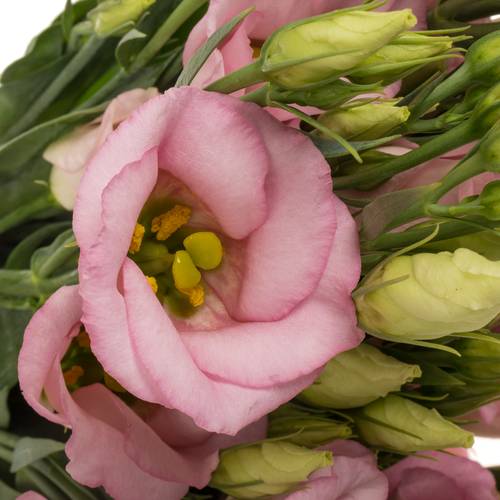 Lisianthus rosa Claire light Einfach 5+Blüte 70cm
