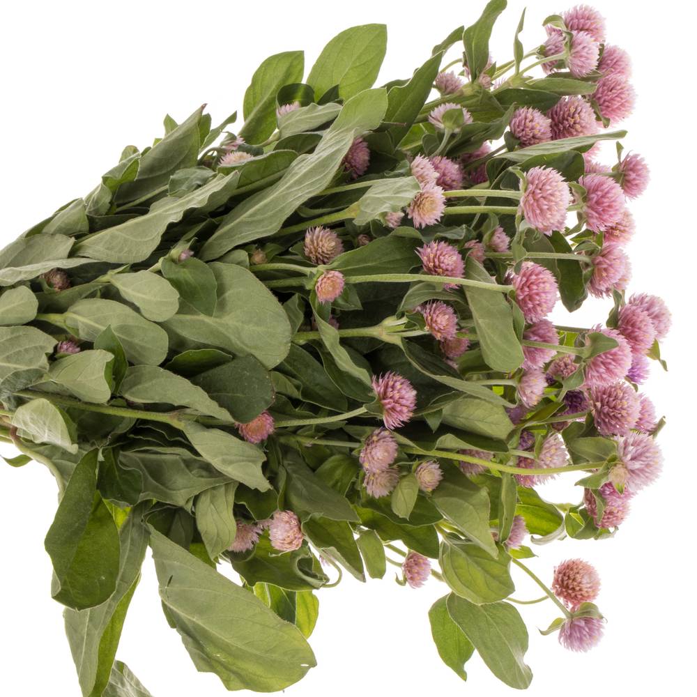 Gomphrena hell rosa