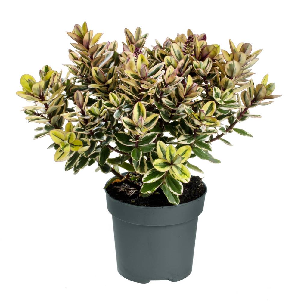 Hebe Classica Tricolor T12 H40