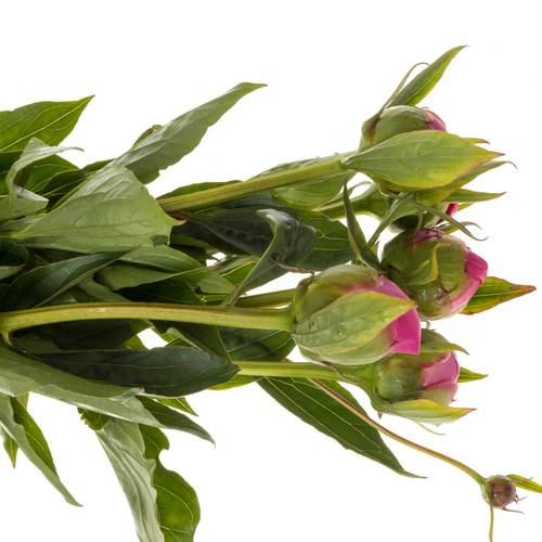 Pfingstrose lila Bowl Of Beauty 50cm