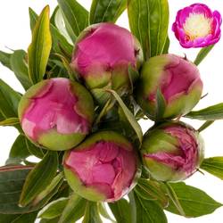 Pfingstrose lila Bowl Of Beauty 50cm