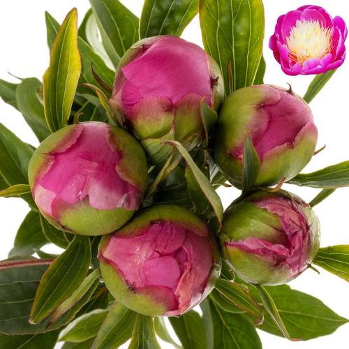 Pfingstrose lila Bowl Of Beauty 50cm