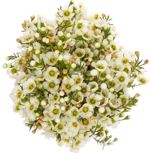 Wachsflower creme/weiss Jenny Jane 50Gramm 70cm