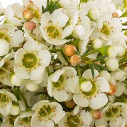 Wachsflower creme/weiss Jenny Jane 50Gramm 70cm