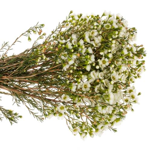 Wachsflower creme/weiss Jenny Jane 50Gramm 70cm