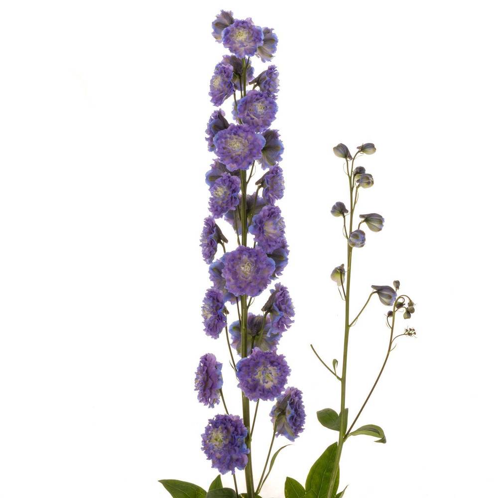 Delphinium blau grün Bolero 80cm