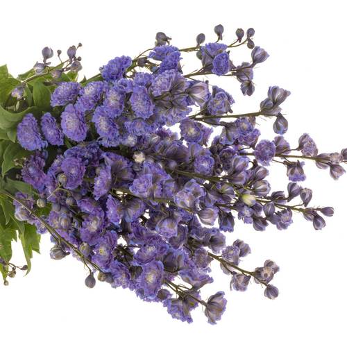 Delphinium blau grün Bolero 80cm