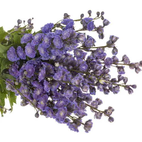 Delphinium blau / grün Bolero 80cm