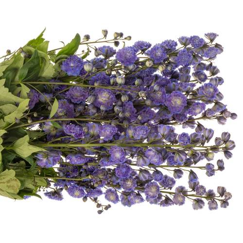 Delphinium blau grün Bolero 80cm