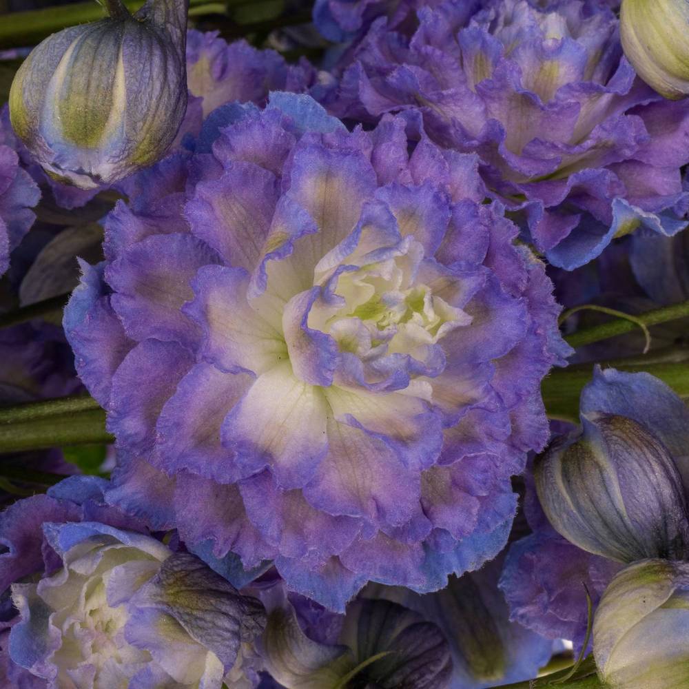 Delphinium blau grün Bolero 80cm