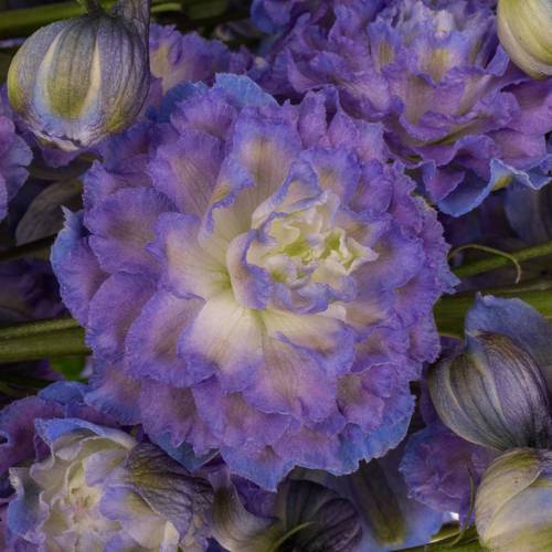 Delphinium blau grün Bolero 80cm