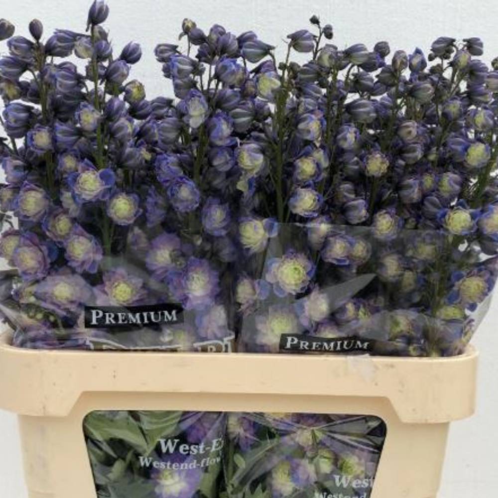 Delphinium blau / grün Bolero 80cm
