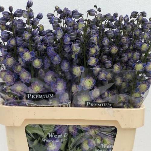 Delphinium blau / grün Bolero 80cm