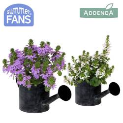 Scaevola mix im Watering Can Übertopf T12 H025