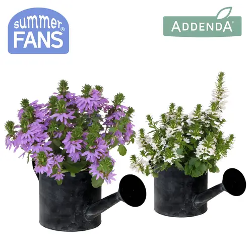 Scaevola mix im Watering Can Übertopf T12 H025